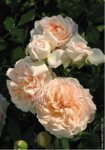 Роза "Kordes" Garden of Roses