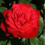 Роза "Kordes" Grande Amore
