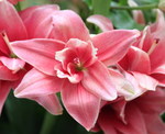 Лилия махровая азиатская  Pink Blossom