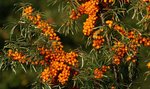 Облепиха крушиновидная Friesdorfer Orange (Фрисдорфер Оранж), (жен.)